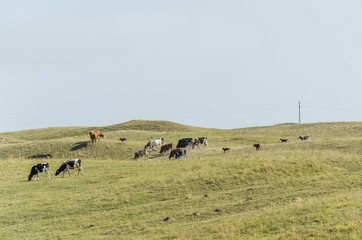 cows in pasture