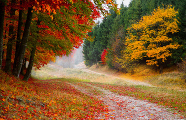 At the edge of the autumn forest