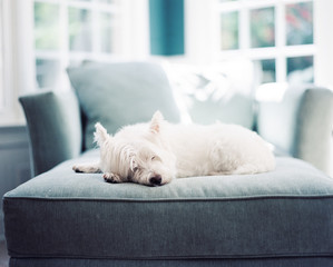A cute white dog resting on a chair