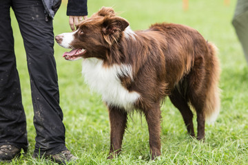 border collie
