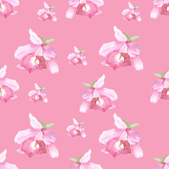 Pink orchid, cattleya on pink background. Seamless watercolor pattern