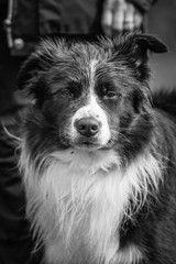 border collie
