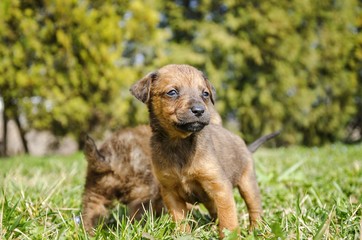 dog portrait