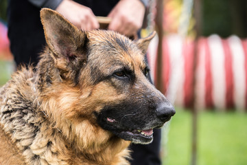 german sheerd