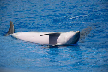 Obraz premium moody dolphine at valencia spain