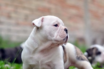 bulldog puppie