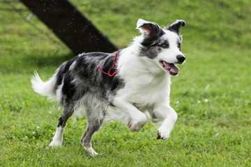 border collie