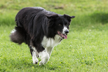 border collie