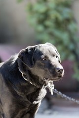 labrador retriver