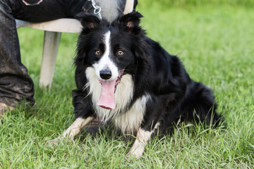 border collie