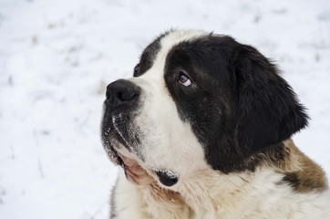 saint bernard dog on snow