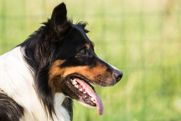 border collie