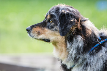 australian shepherd