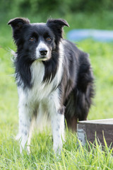 border collie