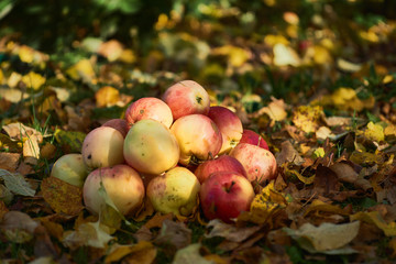 apples stacked in a pile on the ground in the garden
