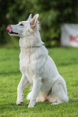 Berger blanc suisse