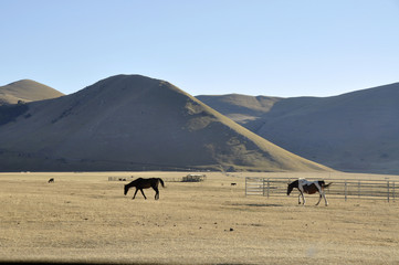 Castelluccio di Norcia (Italy)
