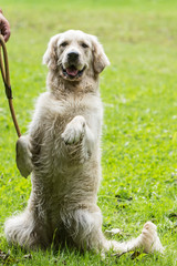 golden retrievers 