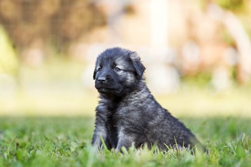 black dog . collie puppy