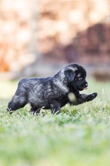 black dog . collie puppy