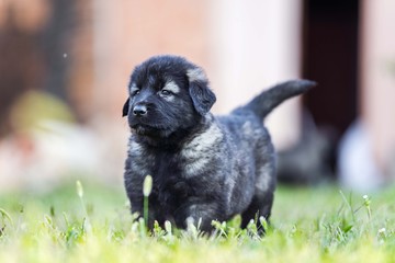 black dog . collie puppy