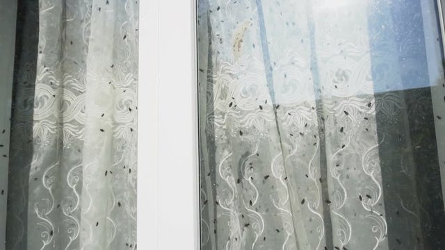 Lots Of Flies Crawling On Glass Of Windows