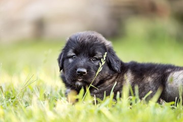 black dog . collie puppy