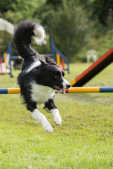 Border collie