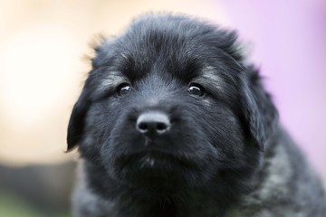 black dog . collie puppy