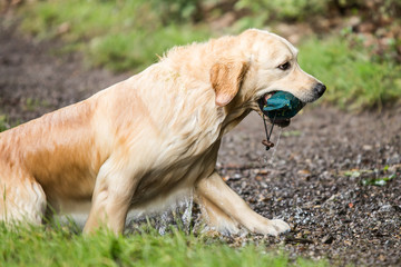 golden retrievers 