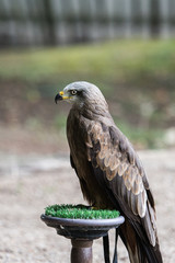 eagles