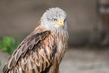 eagles
