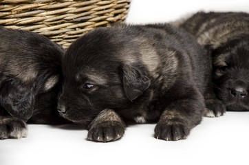 black dog puppies