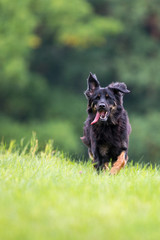 Young female Hovawart dog on perfect green background. Image with space for a text