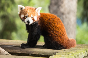 Red panda