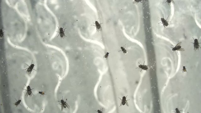 Lots Of Flies Crawling On Glass Of Windows