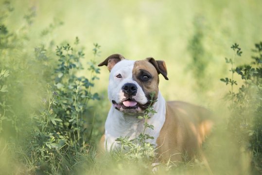 American Staffordshire Terrier Dog