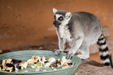 Lemur