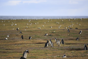 Penguin colony - isla magdalena y marta