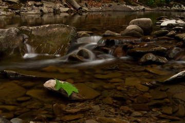 Leaf on the water