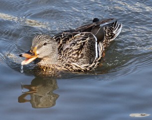 Smiling Mallard