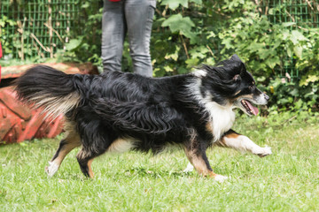 border collie