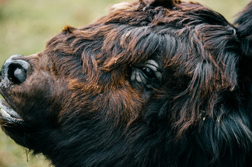 Scary fearful weird odd beast howling. Wild dangerous animal outdoor closeup portrait. Strong huge yak monster terrible jaws. Mouth wide opened. Buffalo teeth, mouth and tongue. Primal animal terror.