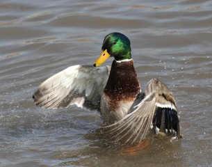Stretching Mallard