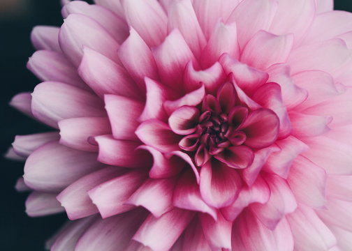 macro image of a pink dahlia