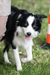 border collie