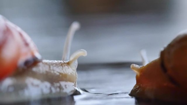 Schnecken strecken F&uuml;hler aus Nahaufnahme 