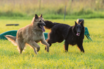 tervuren