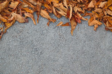 Leaves on street, Fall is coming, with empty space for text