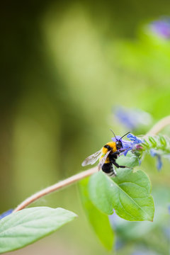 Macro catch of bumblebee with its head inside an Echium flower